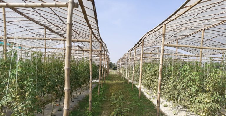 युवाको आकर्षण बढाउँदै टमाटर ‘हब’,सामूहिक खेतीतर्फ कृषक आकर्षित
