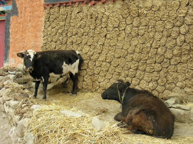 गाईको गोबरबाट बन्यो हटकेक,अमेरिकामा उच्च माग