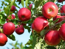 स्मरण शक्ति घट्ने जोखिम कम गर्न स्याउ !