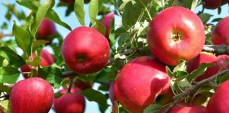 किन लोप हुँदैछ जङ्गली रातो स्याउ ?