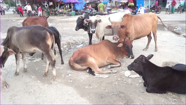 छाडा चौपाया जिल्लाकै ठूलो समस्या, नियन्त्रणको लागि पहल सुरु