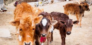 दुध बेच्नका लागि यसरी मारिन्छन् कलिला बाछो