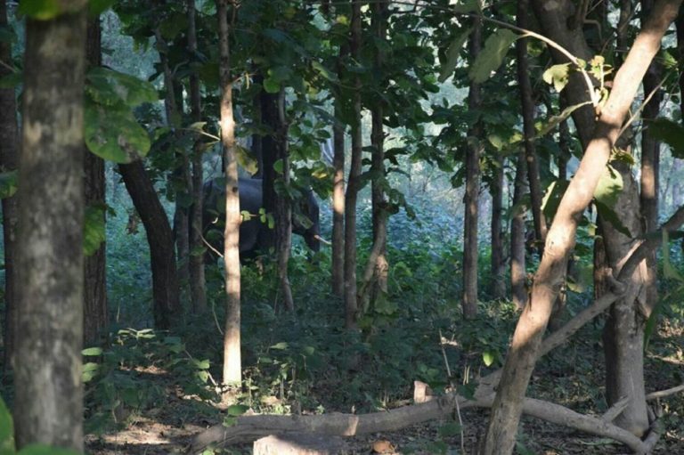 जंगली हात्तीको आक्रमणबाट दुई महिलाको मृत्यु, चार घाइते