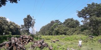 द्रूतमार्ग निर्माण क्रममा २७ हजार रूख कटान