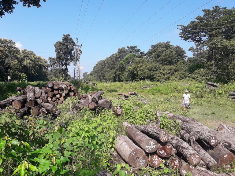द्रूतमार्ग निर्माण क्रममा २७ हजार रूख कटान