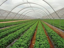 गाउँगाउँमा पुग्यो वित्तीय पहुँच, कृषिमा लगानी आकर्षण हुन सकेन्