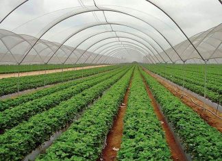 कृषि तथा पशुपन्छी कर्जामा ३९ अर्ब लगानी