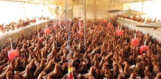 कुखुरा व्यवसायीलाई दैनिक २२ करोड नोक्सान, ४२ लाख चल्ला खाल्डोमा