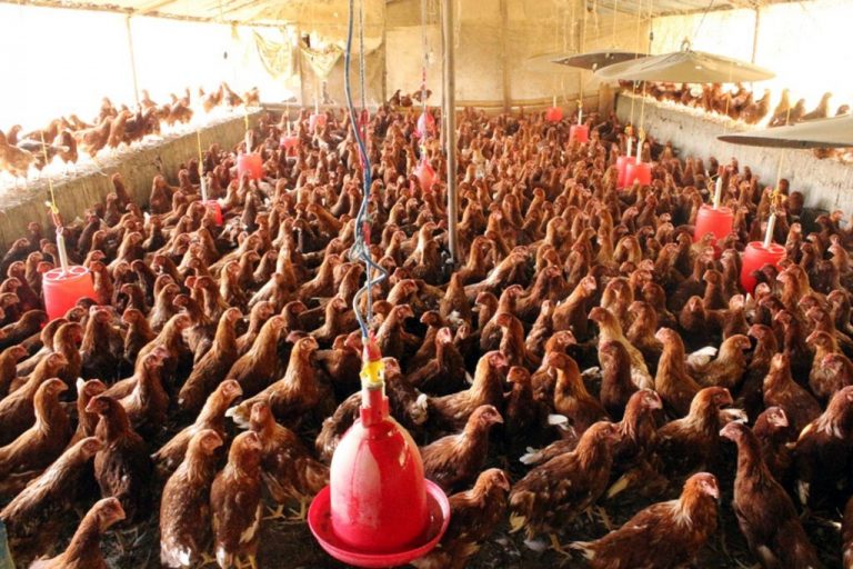 कुखुरा व्यवसायीलाई दैनिक २२ करोड नोक्सान, ४२ लाख चल्ला खाल्डोमा