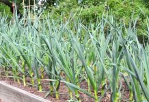 चिसो मौसममा हरियो लसुन खानुका फाइदाहरु