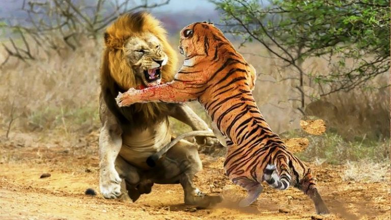 बाघ र  सिंहको रोचक भिडन्त (भिडियो सहित)