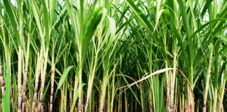 उखु किसानद्धारा मंसिर २७ गतेबाट आन्दोलन गर्ने घोषणा