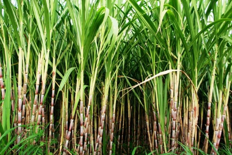 उखु किसानद्धारा मंसिर २७ गतेबाट आन्दोलन गर्ने घोषणा