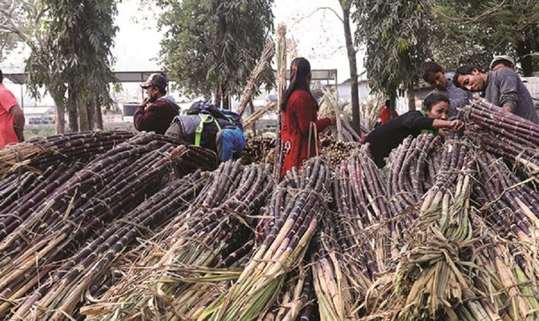 उखु किसानलाई अनुदान निकासा, बिहीबारसम्म किसानको खातामा रकम जाने