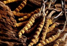 जैविक सुन यार्सागुम्बा, के को लागि प्रयोग गरिन्छ ?