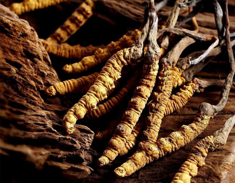 जैविक सुन यार्सागुम्बा, के को लागि प्रयोग गरिन्छ ?