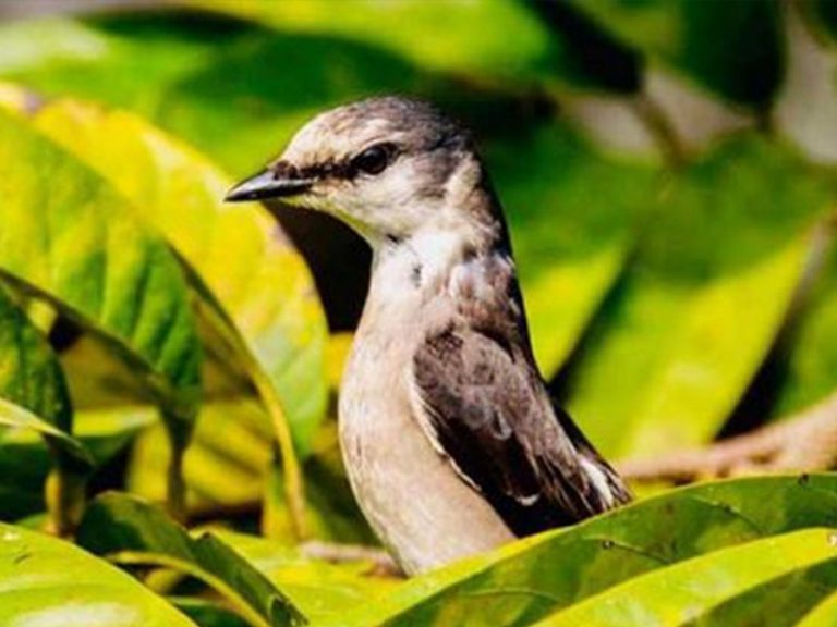 कोशी टप्पुमा फेला पर्यो दुर्लभ  ‘सेतो पेटे रानी चरी’