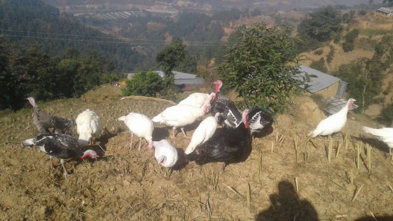 ‘टर्की पाल्दै २० वर्षीय युवा, भन्छन् बजार पाउनै कठिन भो’