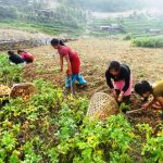 चार स्थानीय तहमा मन्त्रालयले दियो भूमि बैंकको स्वीकृती