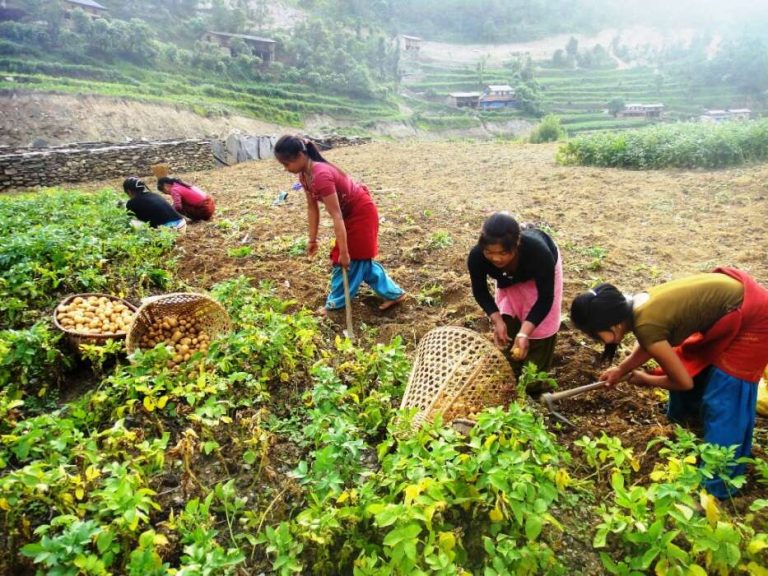 ४ सय रोपनीमा खेती गर्ने किसानलाई ढुवानी गर्न गाडी