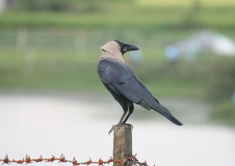 काग तिहार आज, यस्तो छ महत्व ?