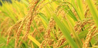 कोरोनाभन्दा भोकमरीको पीडा: नेपालीका लागि १९ लाख मेट्रिक टन धान अपुग !