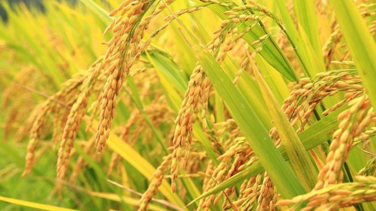 धानको कमसल बिउ पीडित किसानलाई २० प्रतिशत  राहत