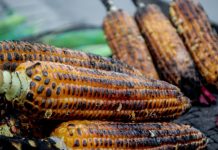 पोलेको मकै खानु फाइदा कि बेफाइदा ?