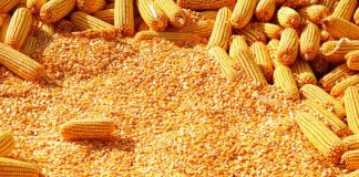 मजदूरलाई राहत: १० पाथी मकै र १५ पाथी कोदो