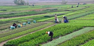 कृषि मन्त्रालयका लागि रु.५५ अर्ब ९७ करोड बजेट विनियोजन,कृषि उत्पादनका लागि रु.१० अर्ब