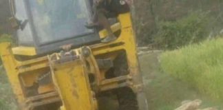 दाना अभाव देखाउँदै किसानले गरे कुखुरा नष्ट