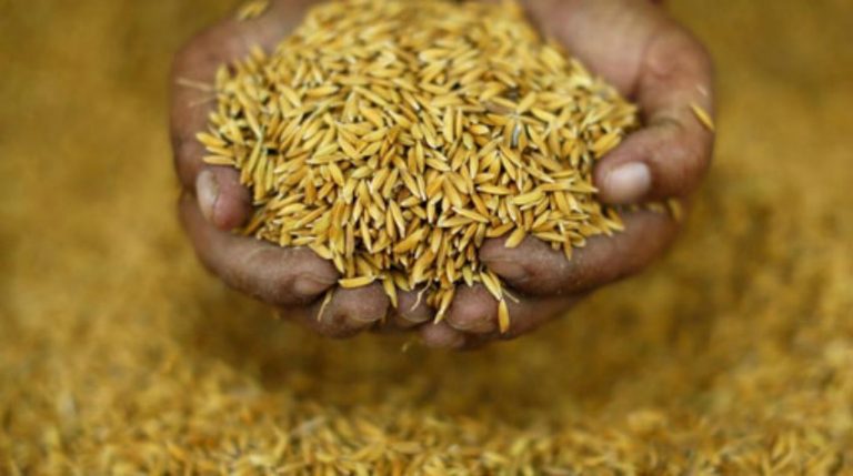 धानको बीउ नपाउँदा अन्नको संकट बढ्ने त्रास