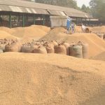 देशभर कृषि तथा पशुपालनमा क्षतिको विवरण संकलन गरिँदै