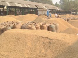 धान उत्पादन हालसम्मकै उच्च, आत्मनिर्भर हुन अझै १० लाख टन अपुग