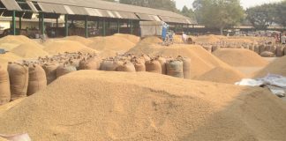 दुई महिनामा ४३ अर्ब ६० करोडको कृषिवस्तु आयात, धान/चामलको माग दोब्बर बढ्यो