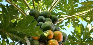 यो वर्ष तरकारी उत्पादन घट्ने, फलफूल बढ्ने