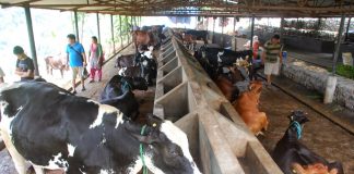 कृषि कर्जा २२.२ प्रतिशतले वृद्धि, सबैभन्दा बढी पशुपालनमा