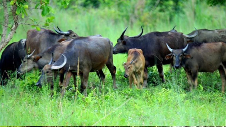 कोशी टप्पुमा अर्ना न फस्टायो, न मोटायो