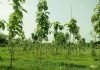 निजी वनमा किसानको आकर्षण, धान खेत मासेर विरुवा रोप्दै