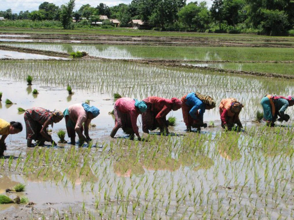 देशभर करिब ९८ प्रतिशत धान रोपाइँ सम्पन्न