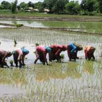 देशभर करिब ९८ प्रतिशत धान रोपाइँ सम्पन्न
