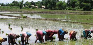 धान उत्पादन दोब्बर पार्ने सरकारी लक्ष्यको पहिलो वर्ष, २० प्रतिशत रोपाई सकियो