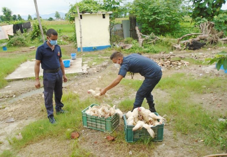 भारतबाट भित्राउँदै गरेको अवैध ब्रोइलर कुखुरा खाल्डोमा