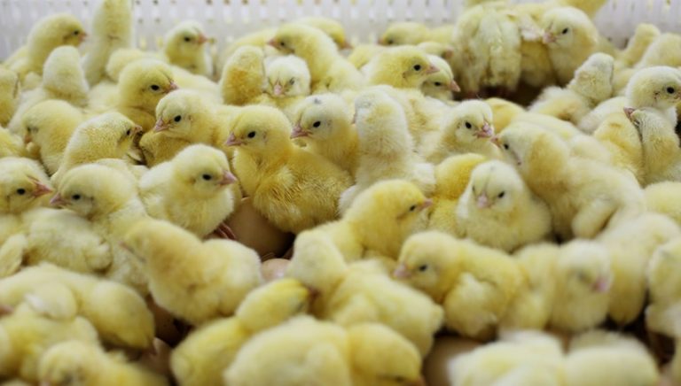 ब्रोइलर कुखुराको चल्ला रंग लगाएर लोकल भन्दै महँगो मूल्यमा बिक्री