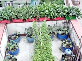 शहरी क्षेत्रमा फस्टाउँदै कौसी खेती, तालीमदेखि बीउमलसम्मको प्याकेज