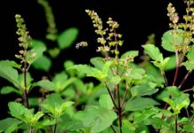 औषधीय गुणले भरिपूर्ण वनस्पति तुलसी जाडोमा निकै उपयोगी, यसरी गर्नुहोस् प्रयोग