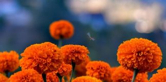 तिहारलाई स्वदेशी सयपत्री फूल नै पर्याप्त, मूल्य ७० रुपैयाँको हाराहारीमा मात्रै