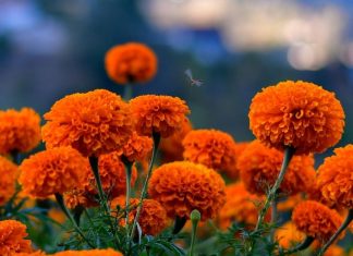 काठमाडौं महानगरले तिहारका फूल बिक्रिको स्थान तोक्यो, प्लाष्टिक फूल प्रतिवन्ध