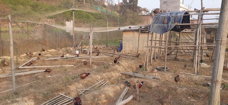 विदेशबाट अध्ययन गरेर फर्किएका यूवाको उपत्यकामा ५० लाखको कालिज फर्म