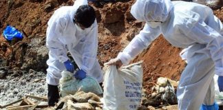 नेपालमा फेरि बर्डफ्लू भेटियो, १७ सय पन्छी र ४ हजार अण्डा नष्ट